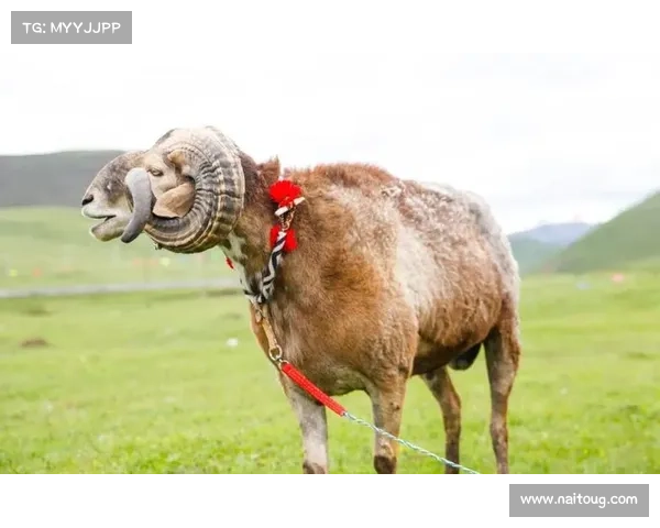 藏式吉祥物与牦牛毛球拍亮相国际板球赛 引发外媒热议